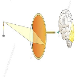 Optics and Visual Physiology :: Ophthalmology and Vision Science