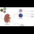 Nanomedicine & Nanosensors in Kidney Disease :: Nephrology & Urology