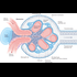 Tropical Nephropathies :: Nephrology & Urology