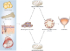 Tissue Engineering & Regenerative Urology :: Nephrology & Urology