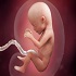 Foetal Development :: Gynecology and Women's Health