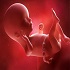 Maternal-Fetal Medicine :: Gynecology and Women's Health