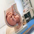 Healthcare and Midwifery focus :: Advanced Healthcare, and Patient Safety