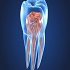 Regenerative Endodontics :: Advanced Dental and Oral Health
