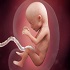 Fetal Development :: Gynecology and Women's Health