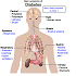 Diabetes Epidemiology and Public Health :: Diabetes and Endocrinology