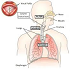 Laryngeal Disorders & Voice Rehabilitation :: Otolaryngology and ENT Disorders
