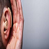 Auditory Impairment & Rehabilitation :: Otolaryngology and ENT Disorders