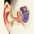 Vestibular Disorders: Diagnosis & Therapy :: Otolaryngology and ENT Disorders