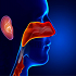 Speech & Swallowing Disorders :: Otolaryngology and ENT Disorders
