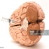 Neurosurgery & Neuroanesthesia :: Advances in Surgery and Anesthesia